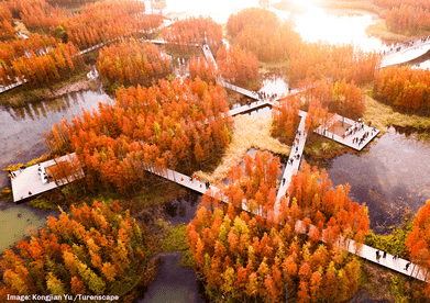 An aerial view of islands covered by trees with red fall foliage, interconnected with walkways and platforms