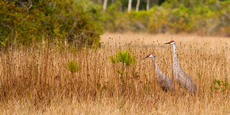 Whooping Cranes in Okefenokee Swamp, Georgia