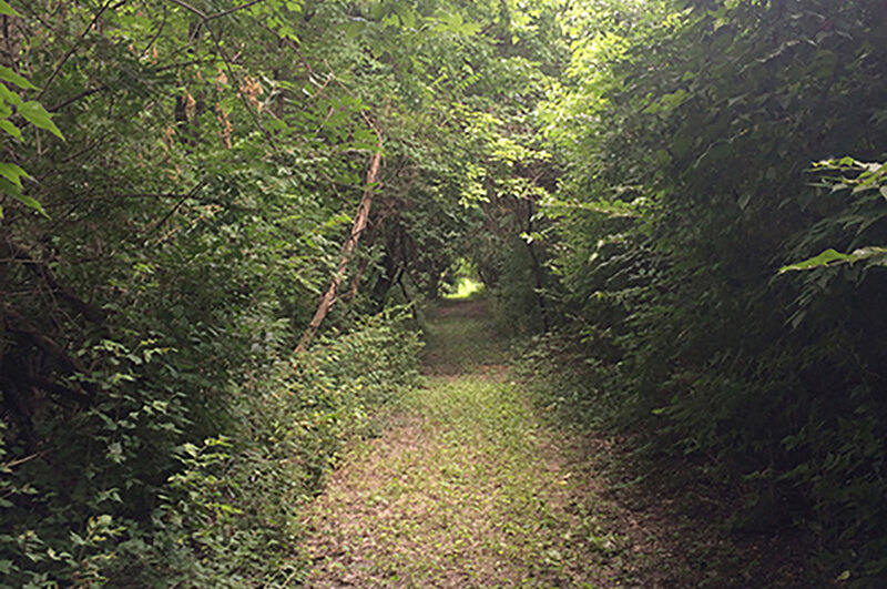 A sheltered forest path