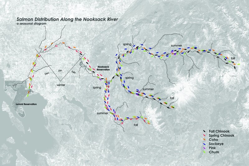Map of salmon in the Nooksack River, general thesis site in the Pacific Northwest
