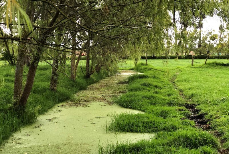 Swampy water fills a small canal in between a line of trees and a thin trench in a grassy landscape.