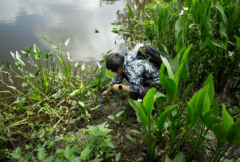 Research assistant Dingding Ren takes a water sample at the Houston Arborteum and Nature Center.
