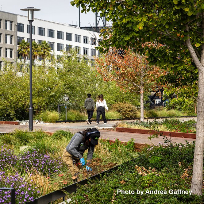 A maintenance worker in a rain garden amidst walkways in an urban park