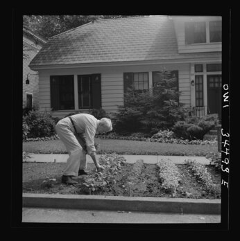 Oswego, New York. A citizen working on Sunday morning in his victory garden. 1943. Library of Congress.