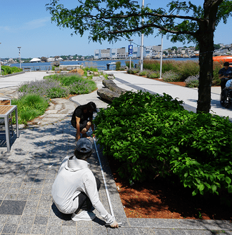 Two researchers measure the length of a tree box in a landscaped plaza area near the waterfront