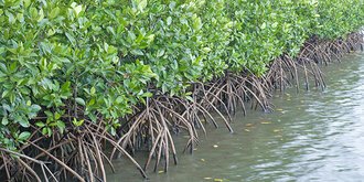 Mangroves along coast