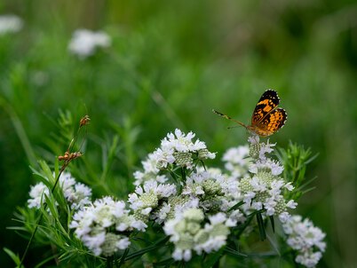 A monarch butterfly rests on small white flowers in a field