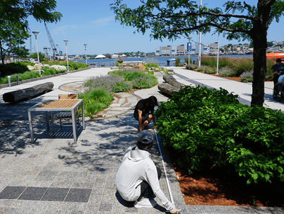 Two researchers measure the length of a tree box in a landscaped plaza area near the waterfront
