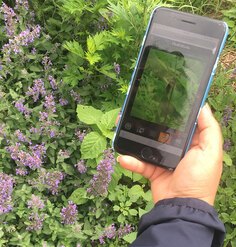 An individual holds out a smartphone with the West Point Foundry Preserve app on screen